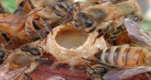 Tot ce ne oferă albinele este medicament