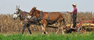 farmer-two-mule-team