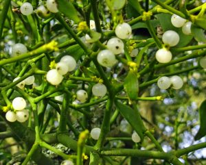 mistletoe_berries_uk